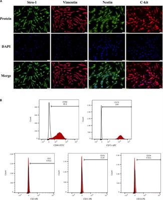 R-Spondin 2 Induces Odontogenic Differentiation of Dental Pulp Stem/Progenitor Cells via Regulation of Wnt/β-Catenin Signaling